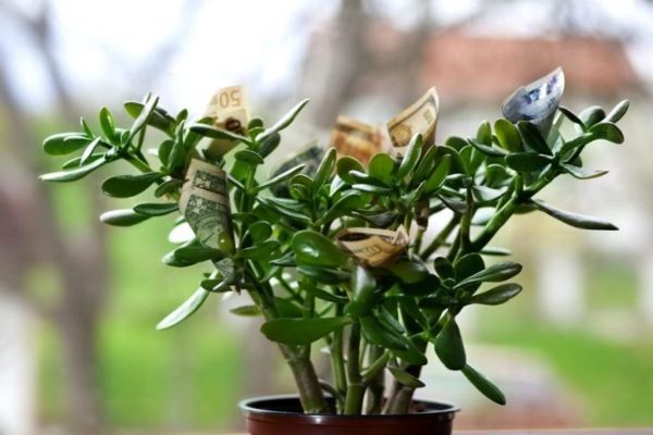 jadeitowe rośliny pieniądze szczęście przestrzeń