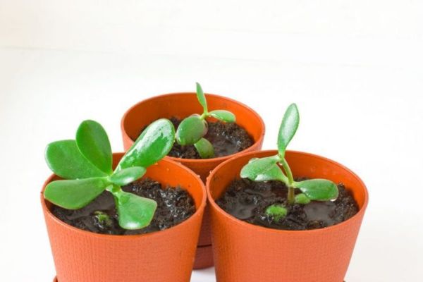 propagować prezenty z liści jadeitu