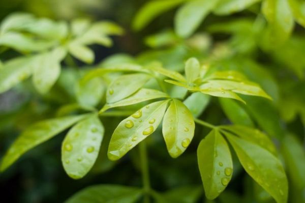 planta paraguas rusticidad humedad exterior