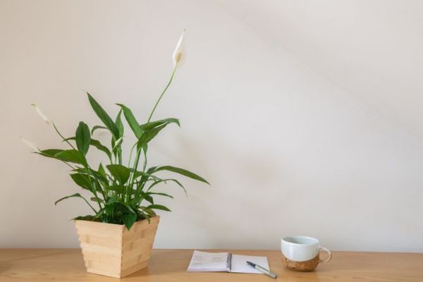 Fredslilje stueplante med kaffe og notisblokk og penn