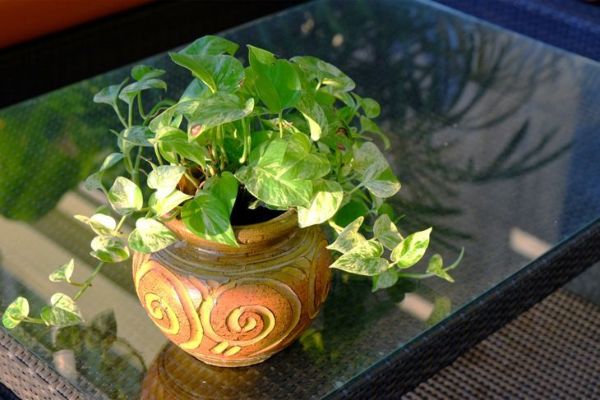 plante pothos en pot sur une table basse