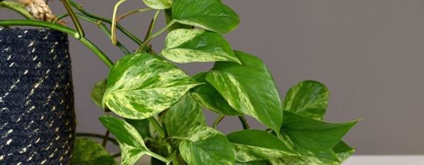 Comment faire pousser et prendre soin d'une plante d'intérieur Pothos