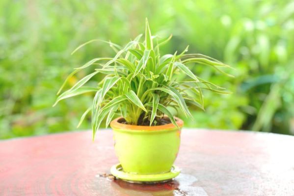 Plante araignée en pot sur table avec arrière-plan flou vert bokeh.