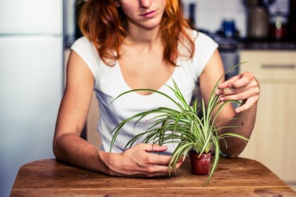 La jeune femme joue avec sa plante araignée dans la cuisine