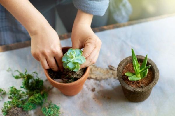 Planter des succulentes à table.