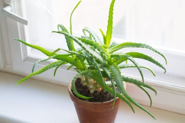 Aloe vera dekorativ olduğu üçün funksional olan bir neçə otaq bitkilərindən biridir.