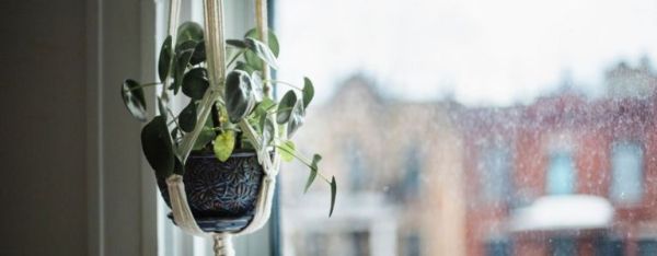 Agrémentez votre espace avec des plantes d'intérieur suspendues