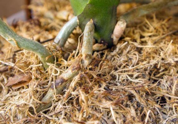 perlite vermiculite sphagnum moss