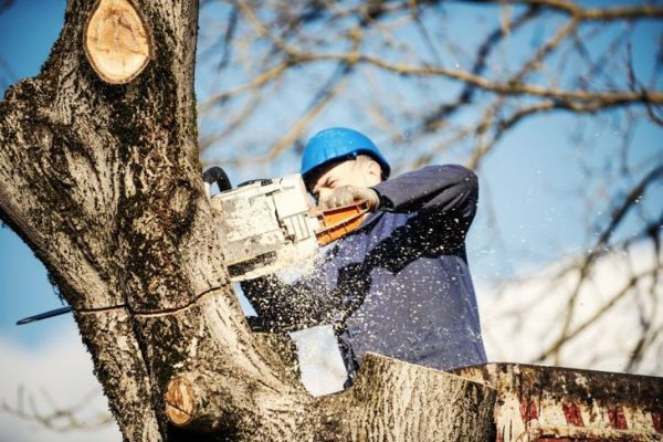 подрязване подрязване дърво arborist