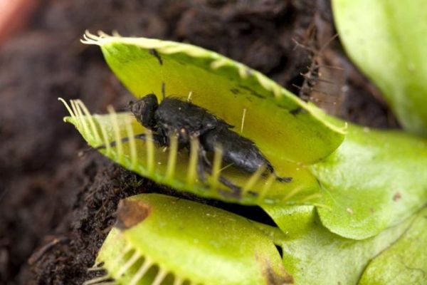 نبات فينوس صائدة الذباب