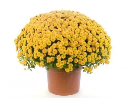 pyrethrum chrysanthemum естествено репелент