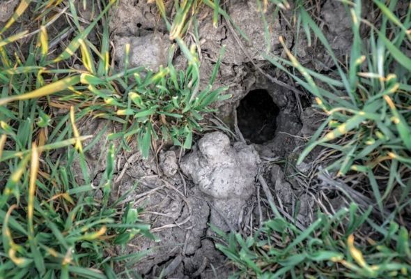 burrow tal-groundhog
