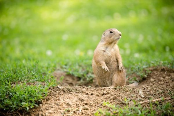 la marmota se encuentra en la hierba