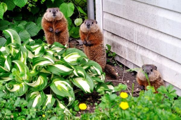 marmotas en el jardín