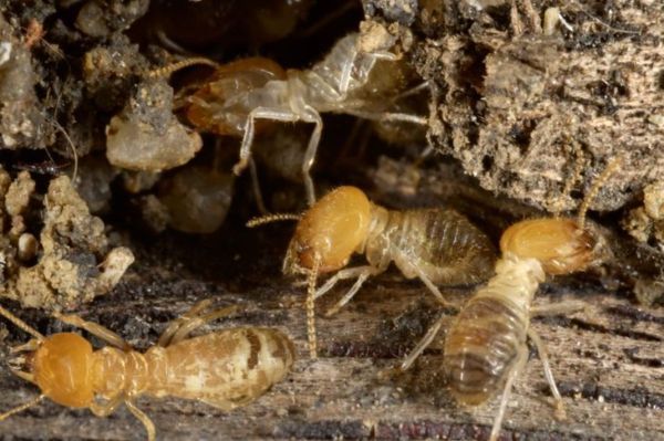 termitų kolonija