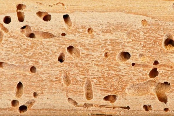 drewno z otworami termitowymi