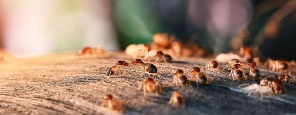 Fjern termitter fra hjemmet ditt for godt