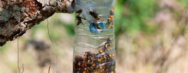 Pidä tuholaiset loitolla inhimillisellä ampiaisansalla
