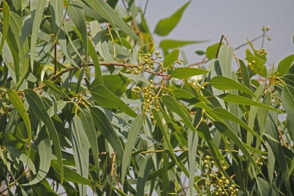 eucalyptus lemon ola