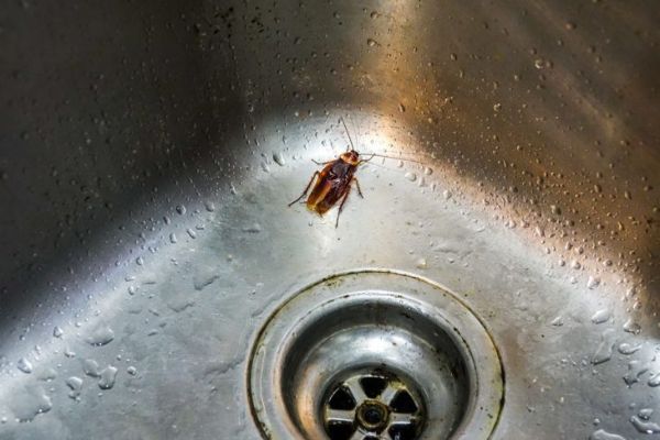 Las cucarachas se sienten atraídas por el agua.