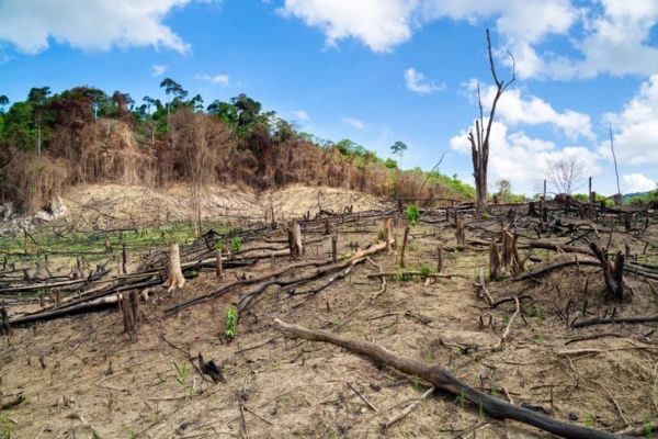 إزالة الغابات بشكل واضح في آسيا
