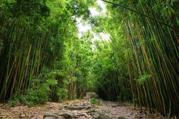 camino forestal a través de bambú alto
