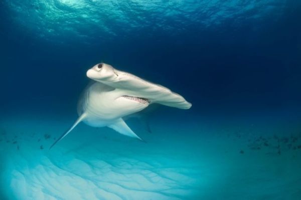 سمك القرش ، خطر ، غير قانوني ، يغرق ، حدود