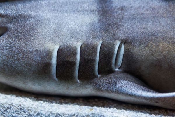 ყავისფერი ზოლიანი ბამბუკის ზვიგენი