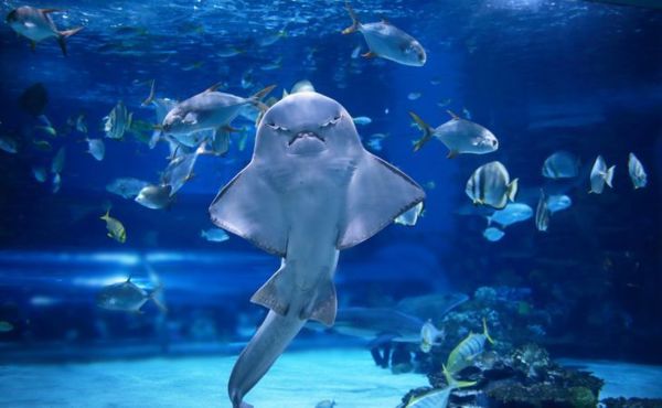 akvariumda mələk köpəkbalığı görə bilərsiniz