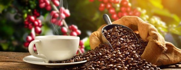 Café à gogo : les 10 variétés les plus chères au monde
