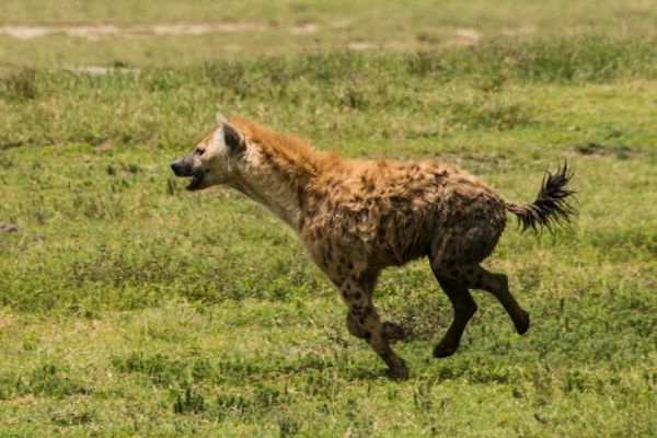 Caccia alla iena maculata