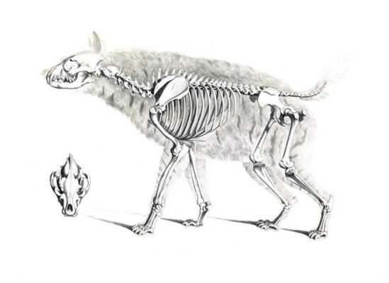 dire wolf skeletons