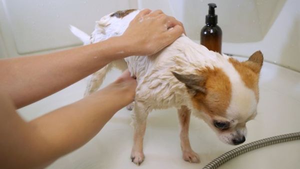 laver le chien avec du savon à vaisselle pour éliminer les puces