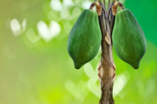 حقائق حبل شجرة البطيخ