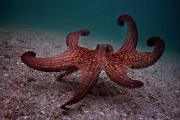 Mo Neach-teagaisg Octopus